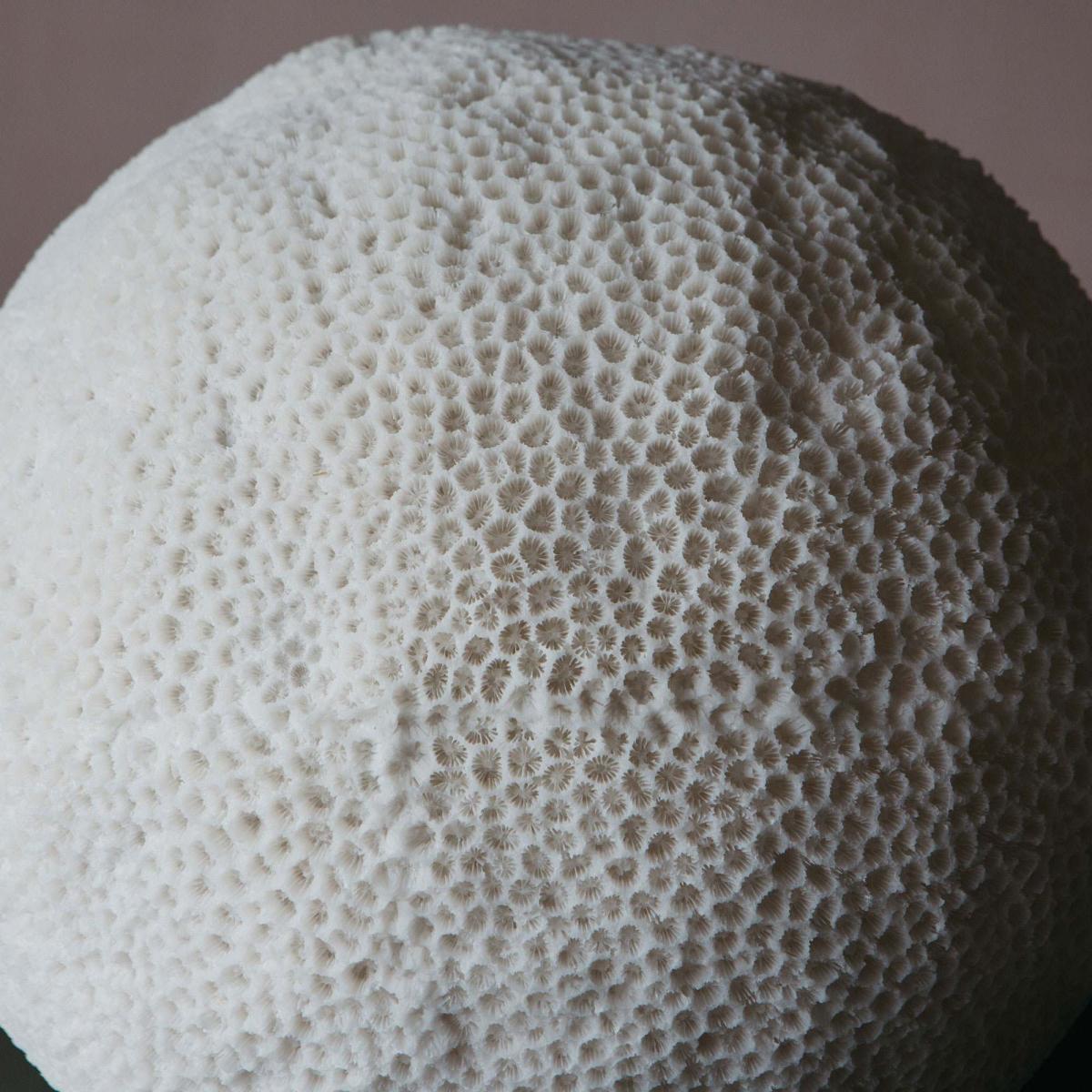 Large Coral Lamp – image 3