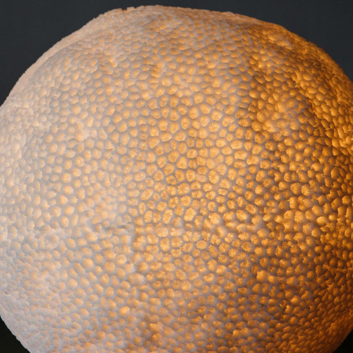 Large Coral Lamp – image 4