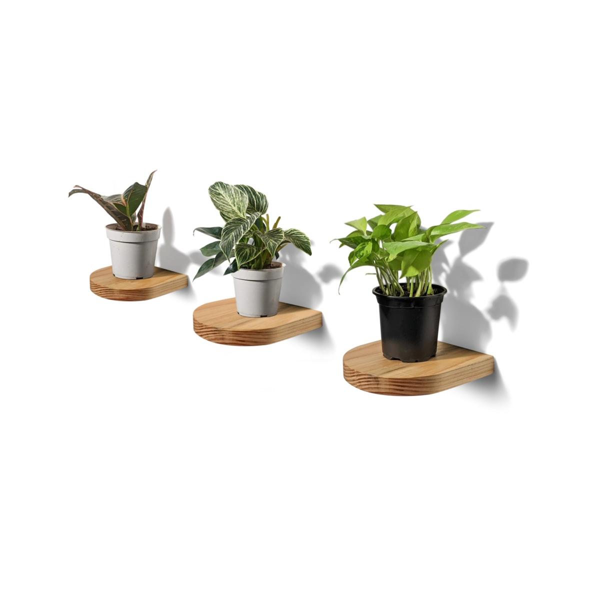 Neutrals Rainbow Plant Shelf - Natural One Size Formr – image 2