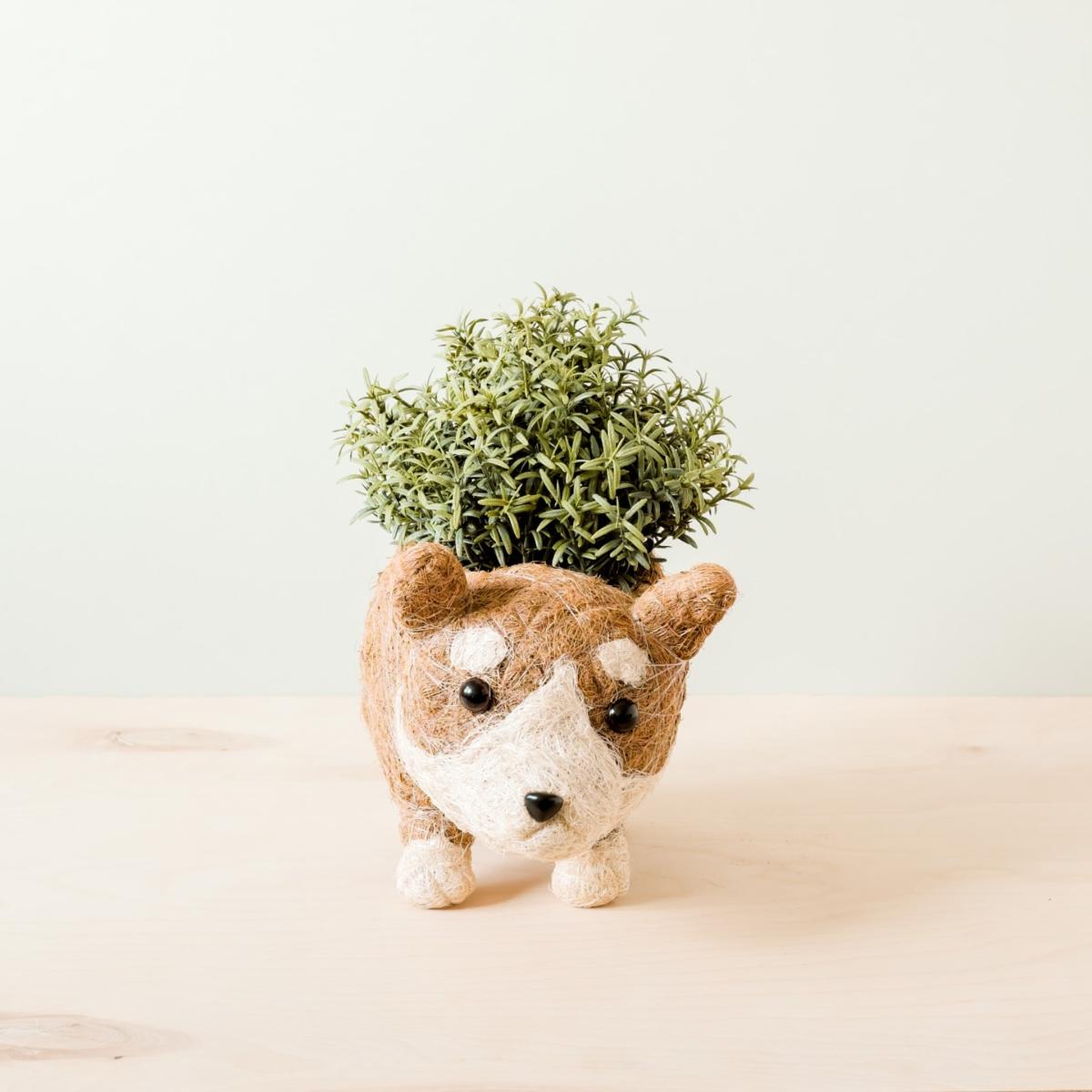 Brown Coco Coir Animal Planter - Corgi Version Two One Size Likhâ – image 2