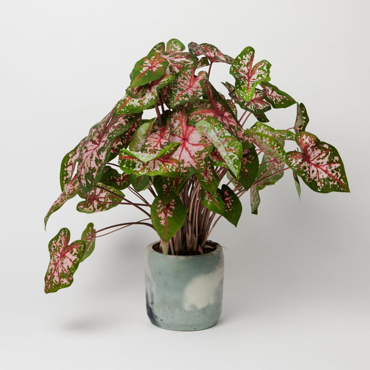 Green / Grey / Pink Cylinder Concrete Pot - Large - Green & Lilac Smith & Goat – image 2