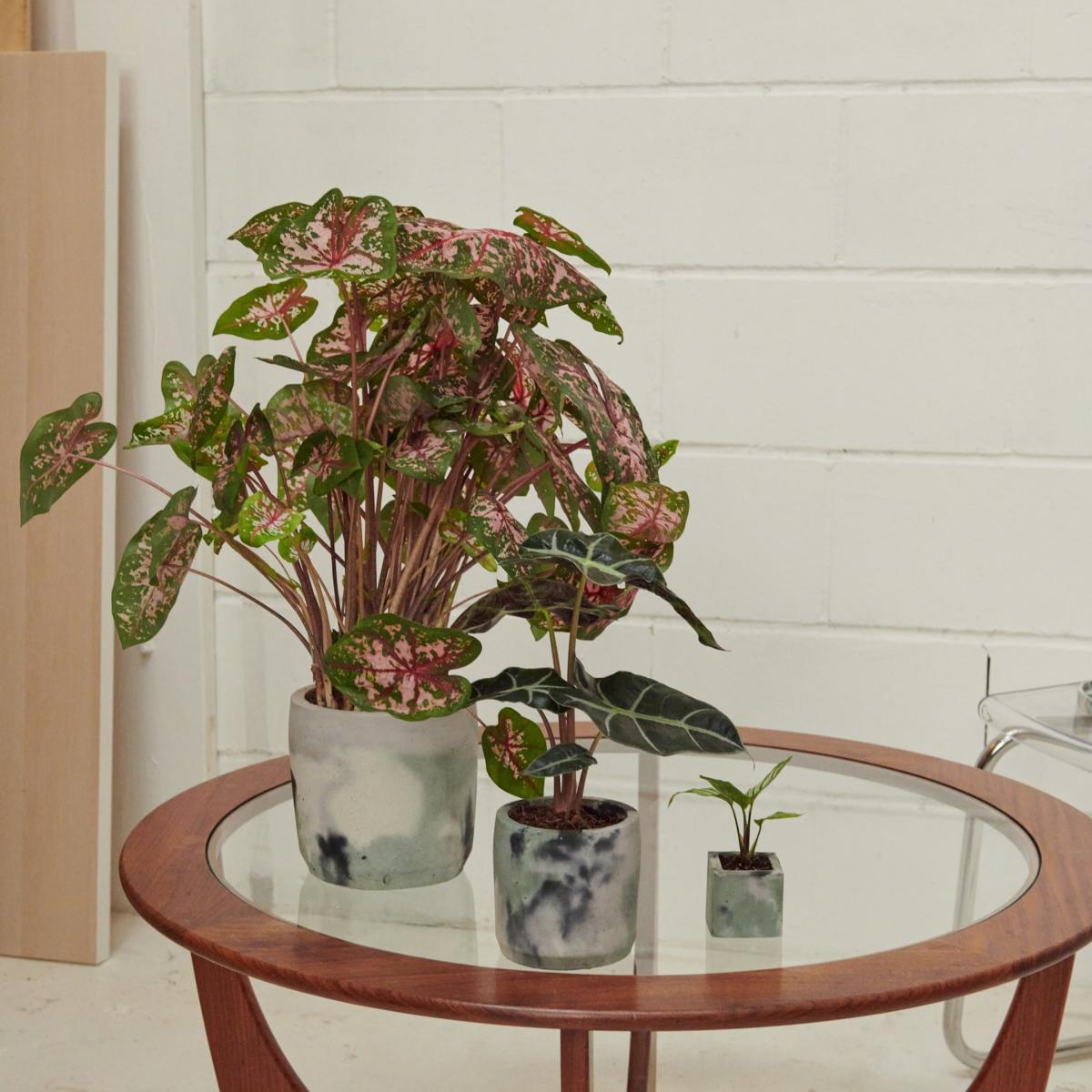Green / Grey / Pink Cylinder Concrete Pot - Large - Green & Lilac Smith & Goat – image 4