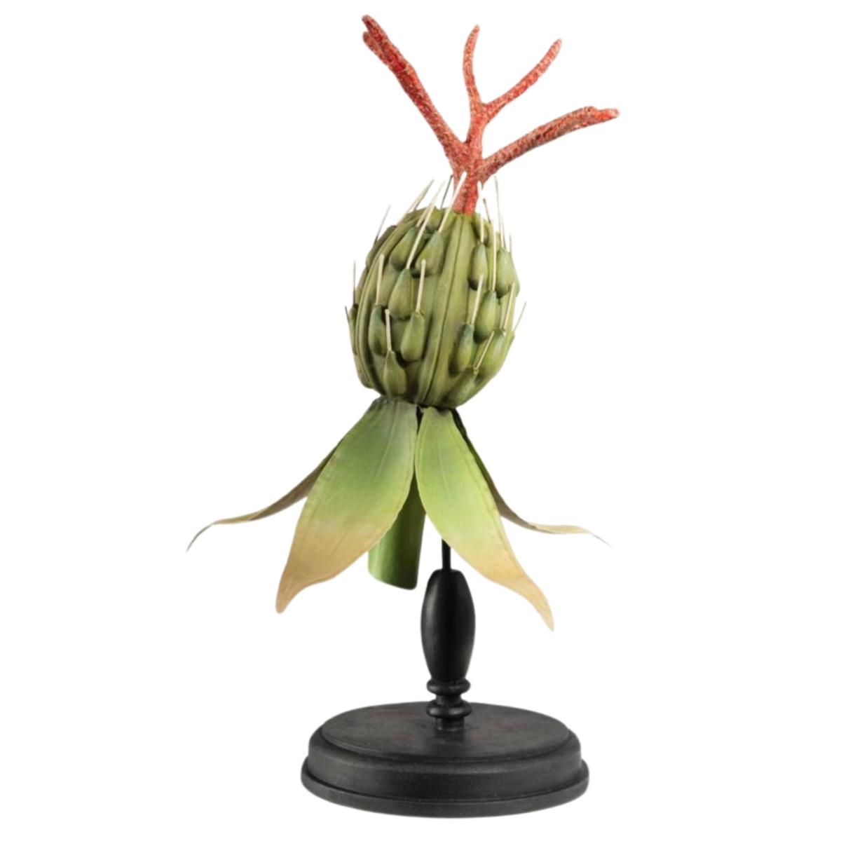 Dahlia Exotic Seedpod | Casabyjj – image 2