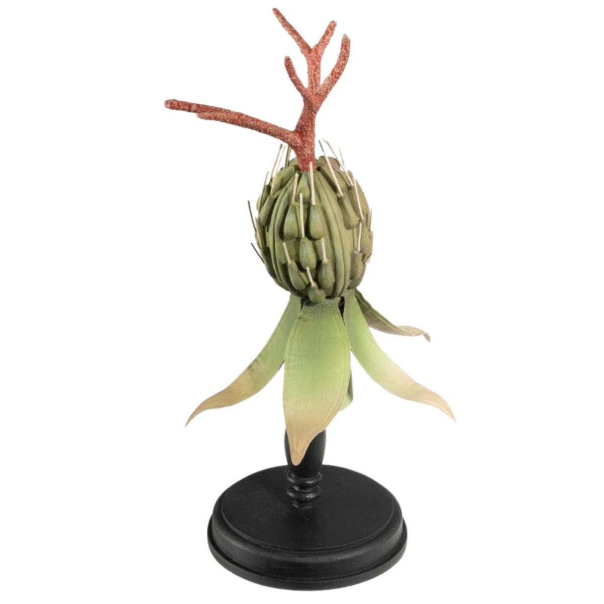 Dahlia Exotic Seedpod | Casabyjj – image 3