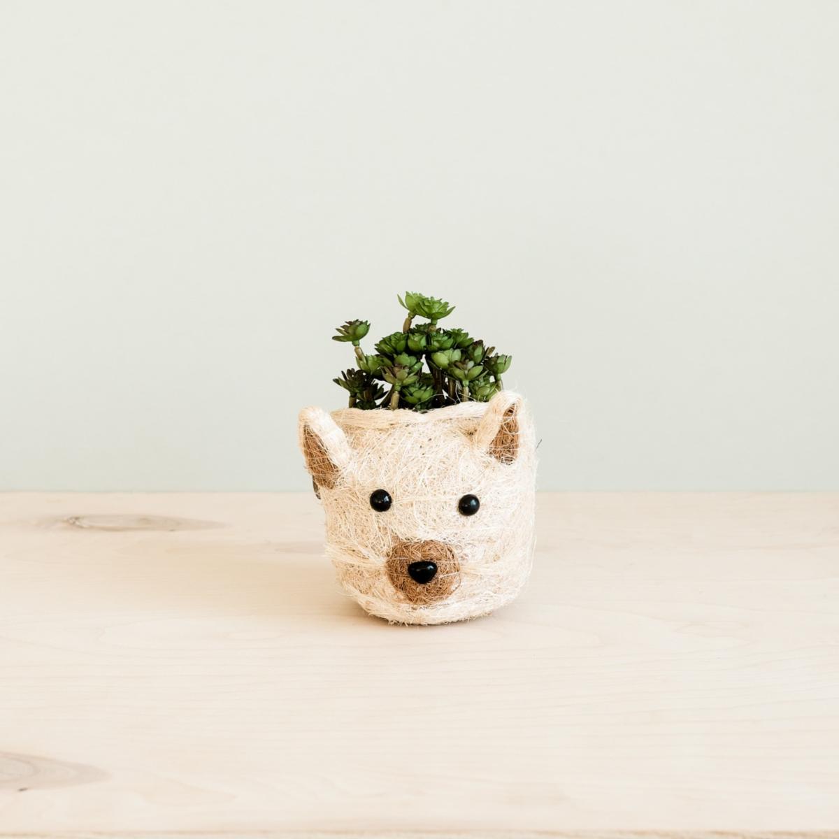 Neutrals Coco Coir Mini Pot Cat Likhâ – image 3