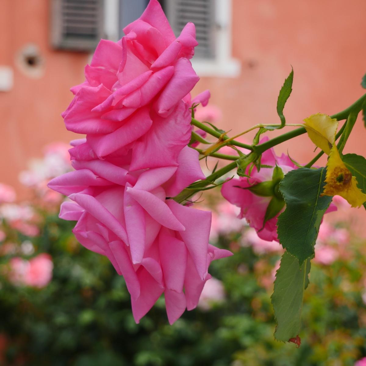Pink / Purple Rose Di San Lazzaro Mini Candle | One Size | Biainili – image 3