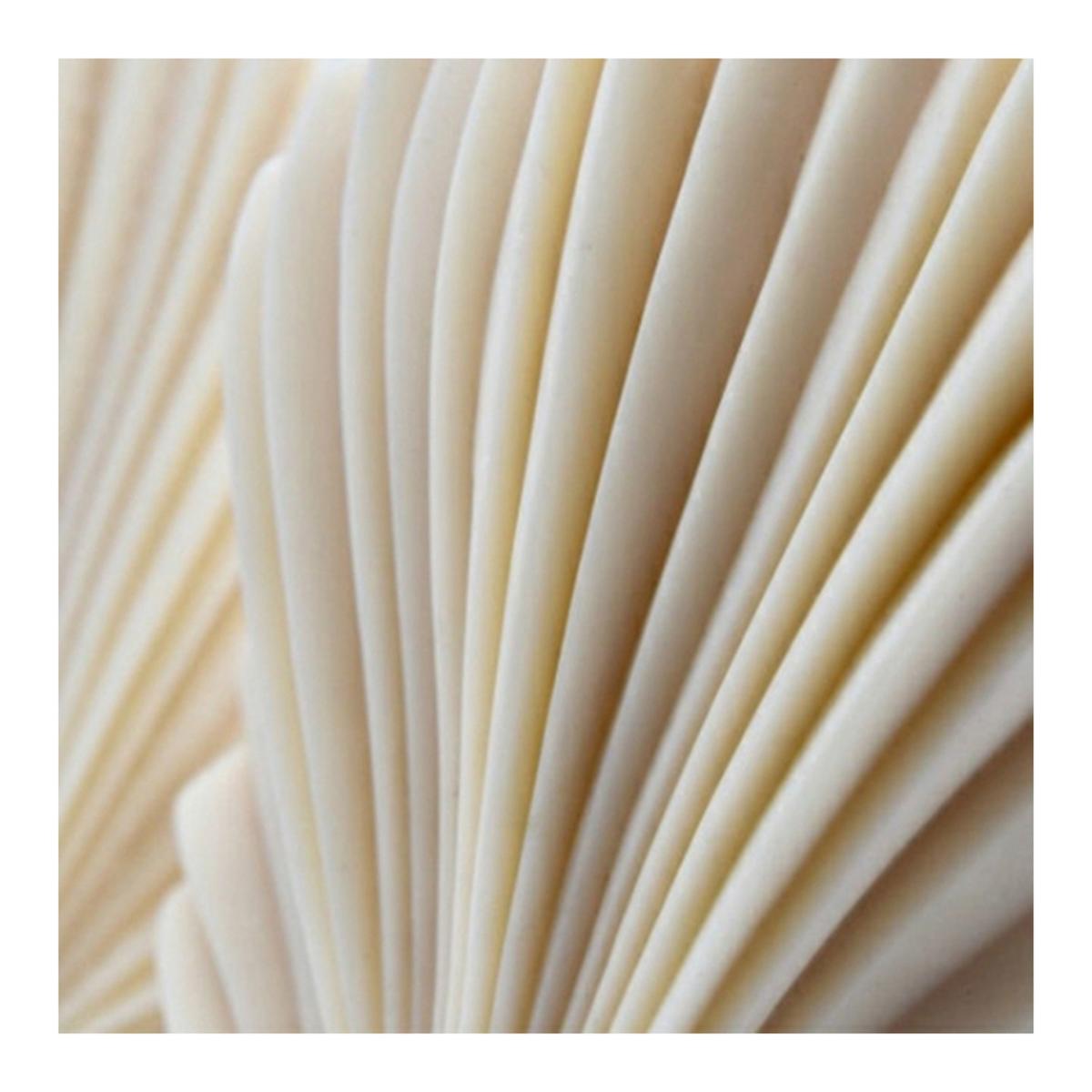 Palm Spear Candle Secrete Obsession – image 2
