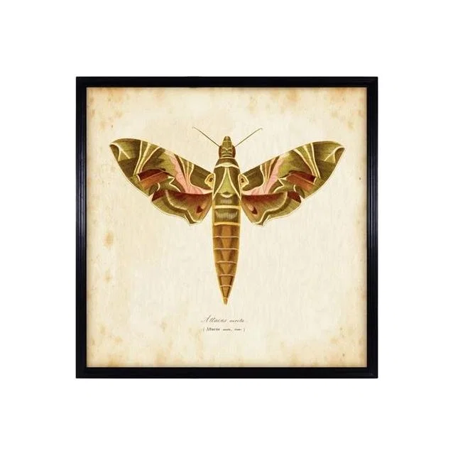 Timothy Oulton Entomology Brown Natural Moth