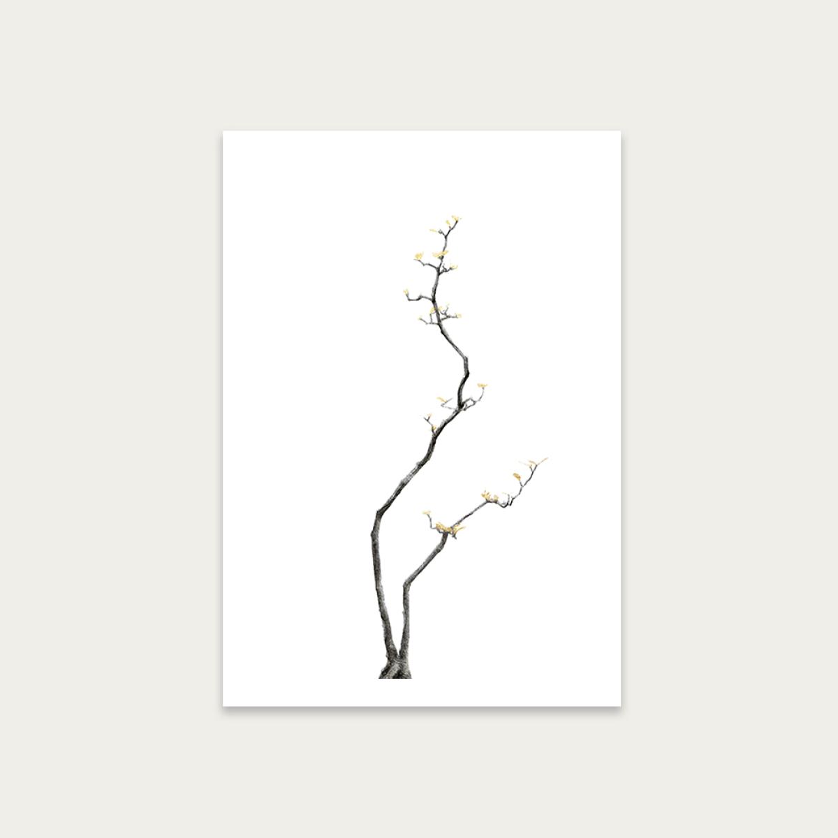 Bonsai Tree 3 Art Print Unframed