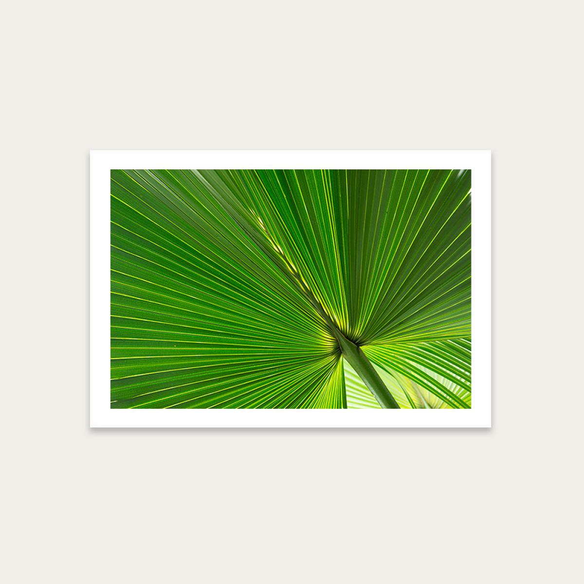 Fan Palm Leaves 1 Art Print Unframed
