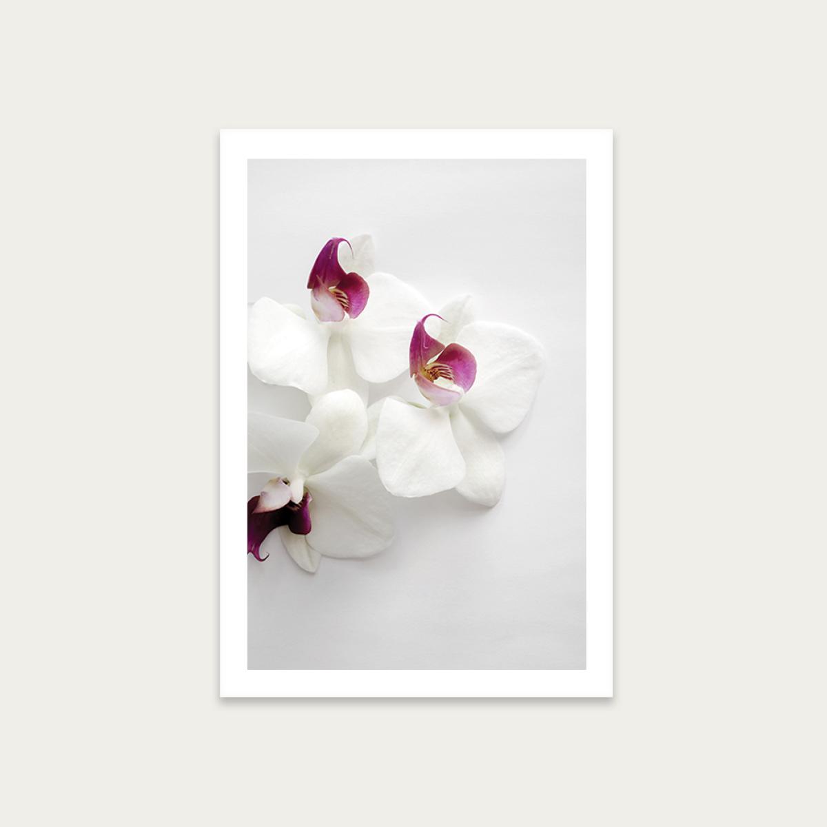 White Wild Orchid Art Print Unframed