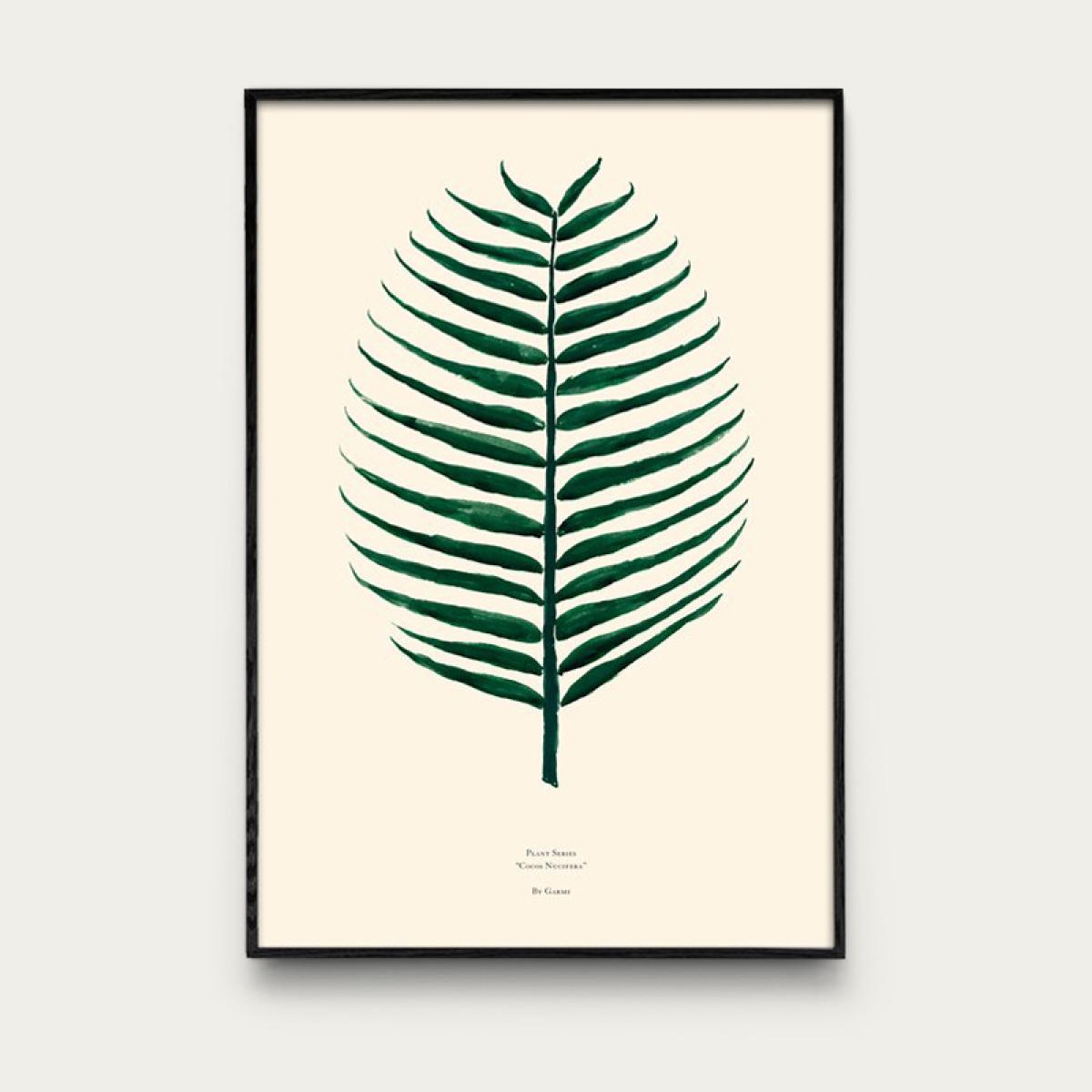 Cocos Nucifera