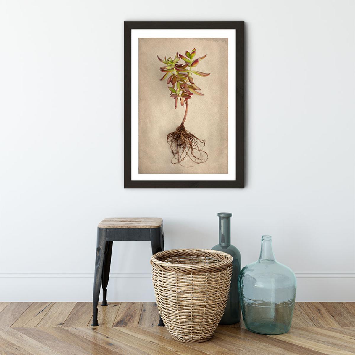 Succulent Study 4 Art Print Black Frame – image 4
