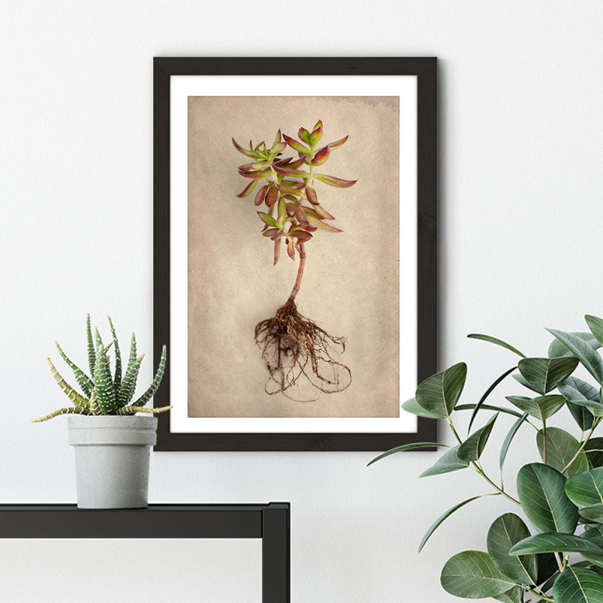 Succulent Study 4 Art Print Black Frame – image 5