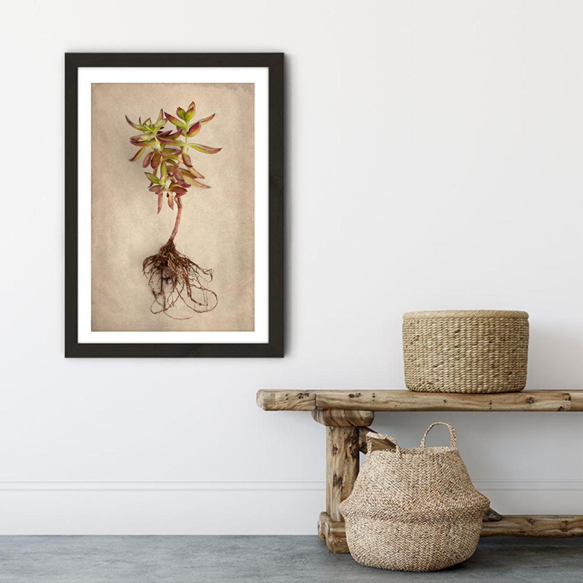 Succulent Study 4 Art Print Black Frame – image 6