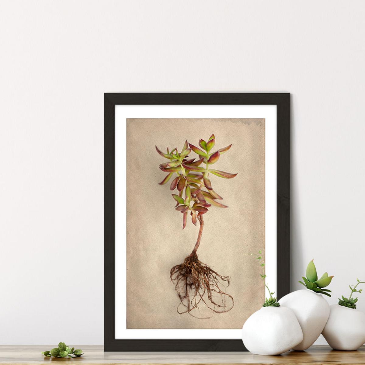 Succulent Study 4 Art Print Black Frame – image 7