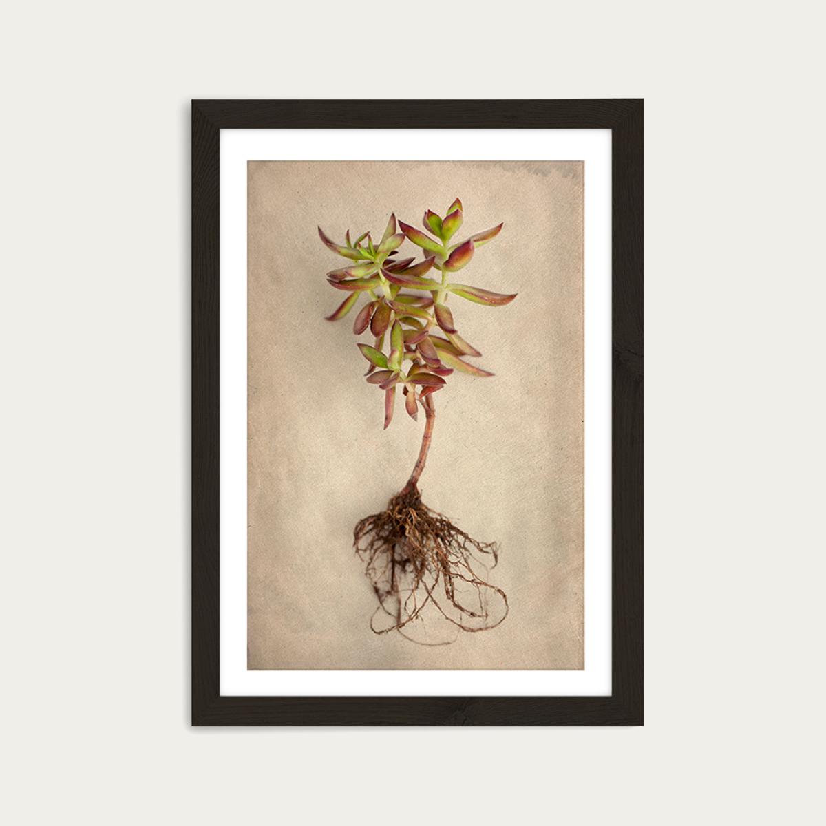 Succulent Study 4 Art Print Black Frame – image 1