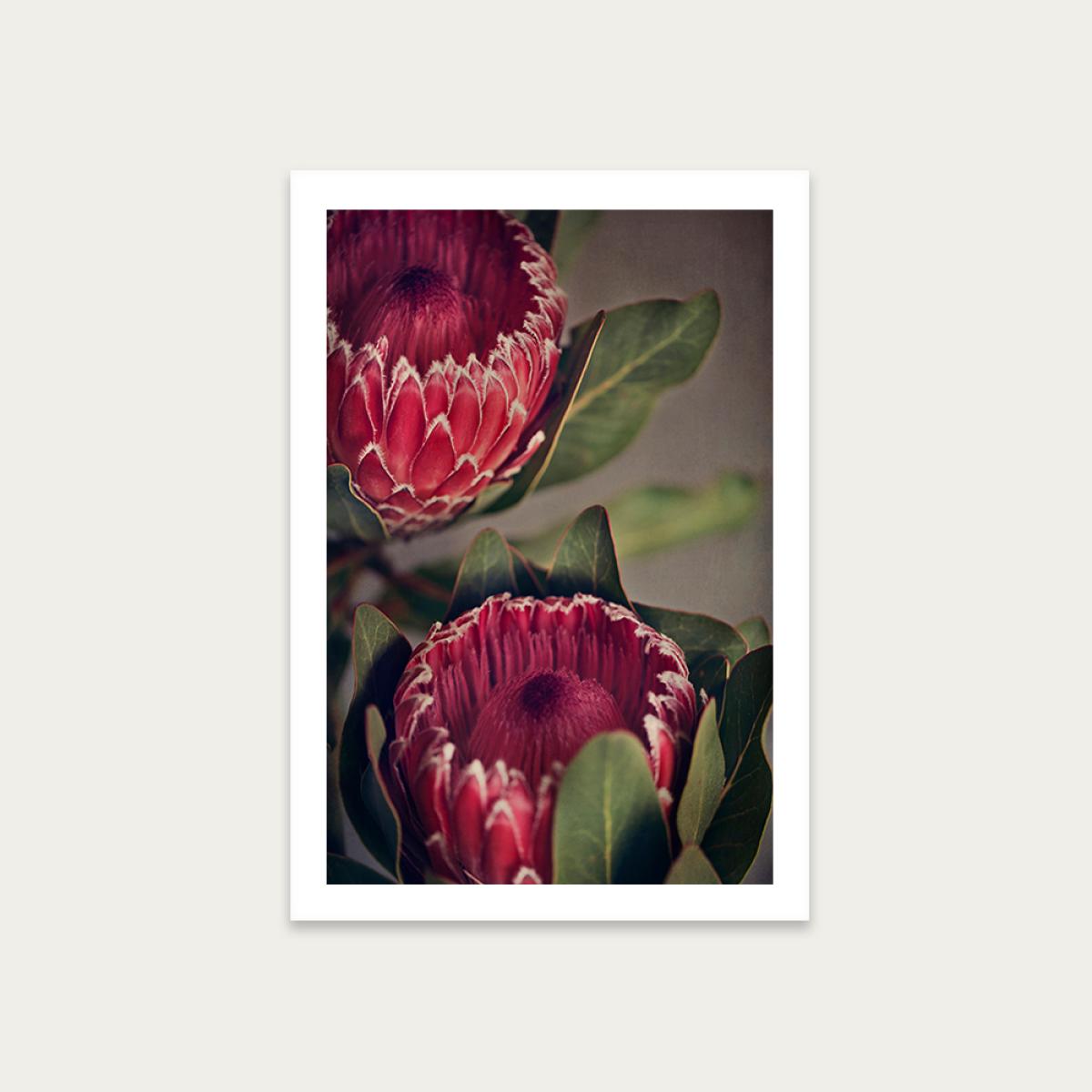 Red Protea 1 Art Print Unframed