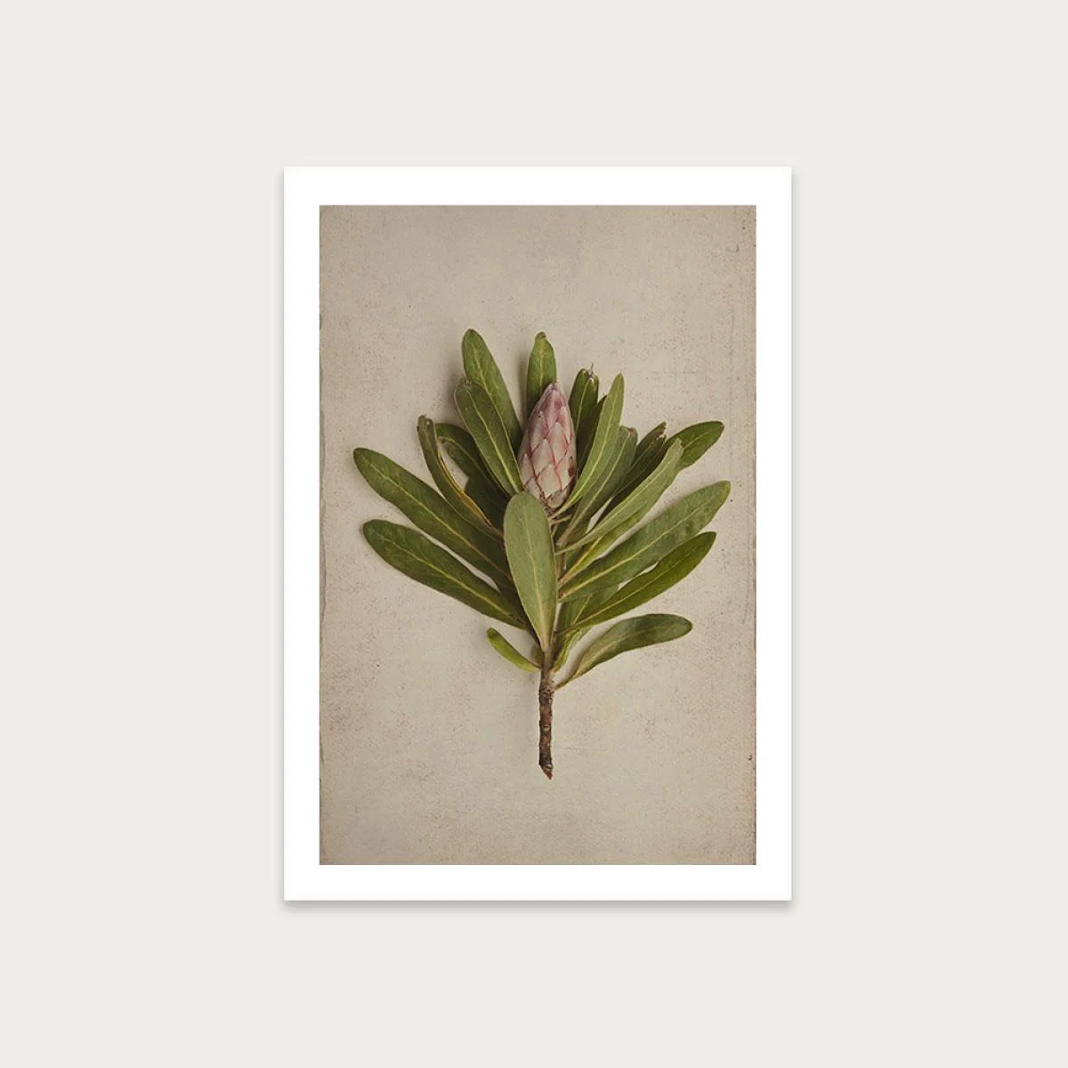 Fynbos 2 Art Print Unframed