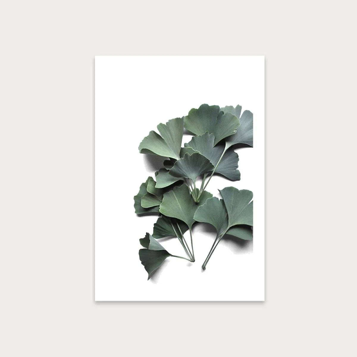 Ginkgo Biloba Art Print Unframed