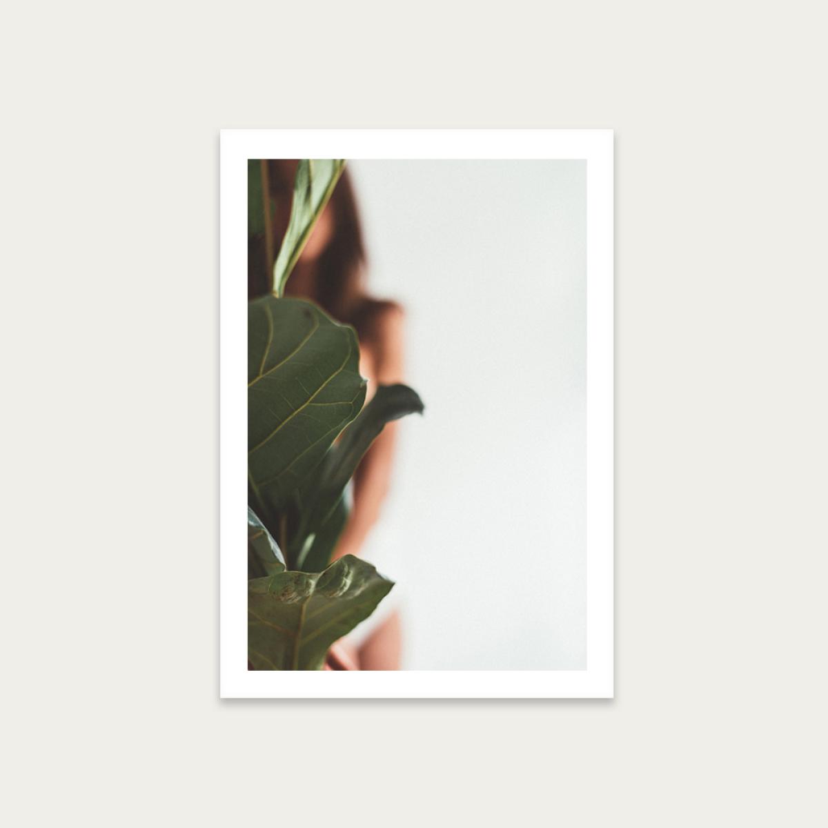 Ficus Lyrata 1 Art Print Unframed