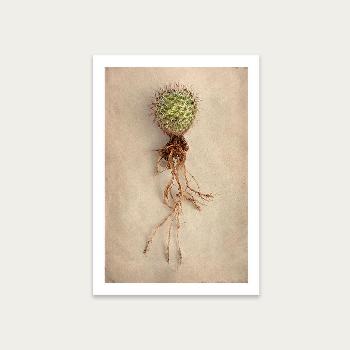 Succulent Study 6 Art Print Unframed