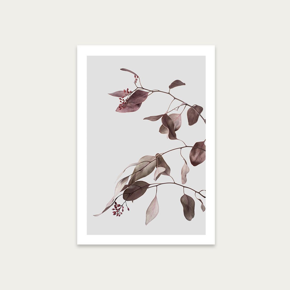 Vintage Dried Eucalyptus Branches 1 Of 3 Art Print Unframed