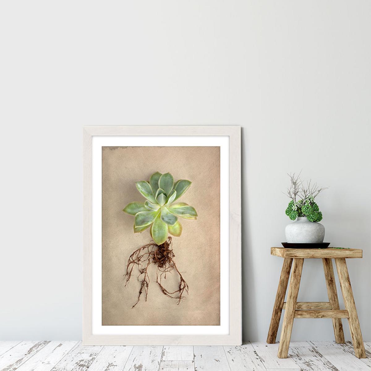 Succulent Study 5 Art Print White Frame – image 6