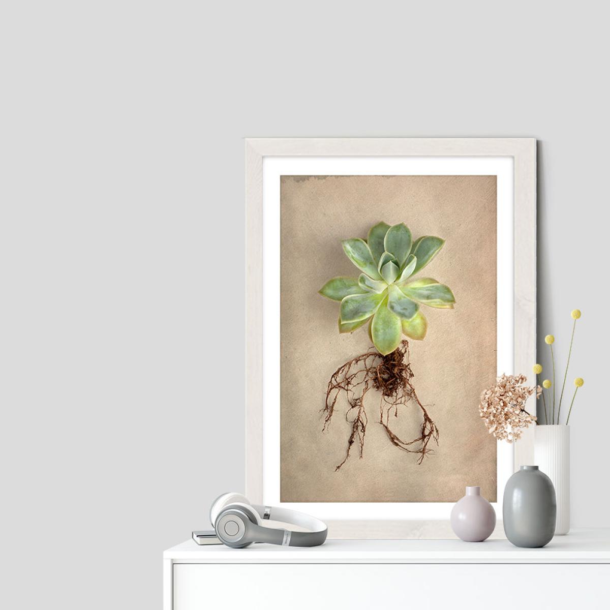 Succulent Study 5 Art Print White Frame – image 7