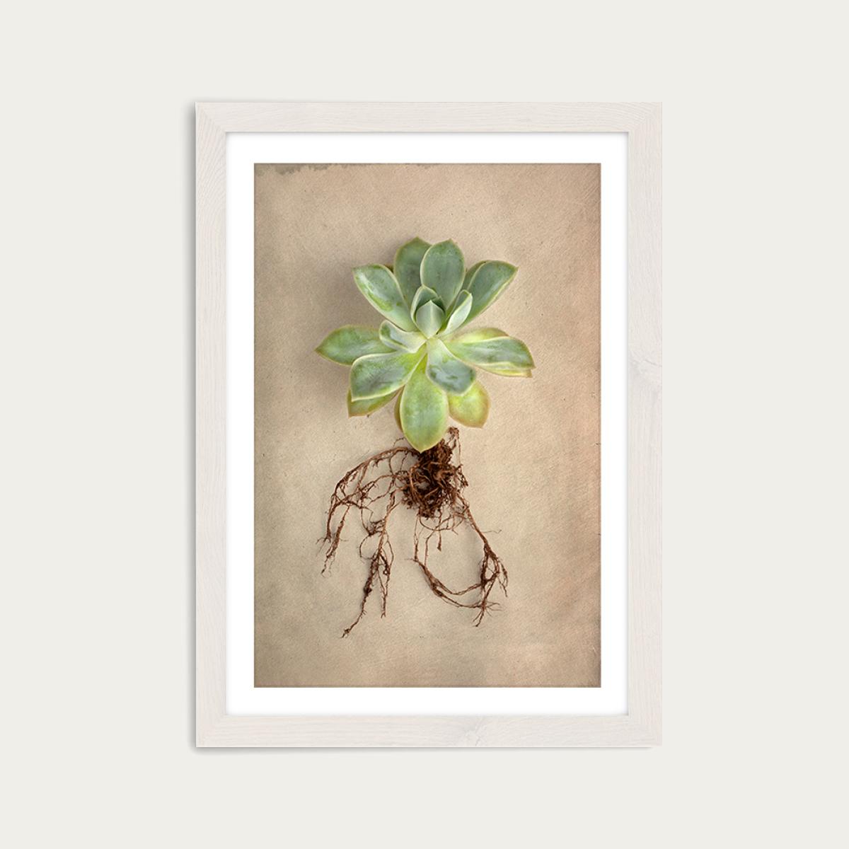 Succulent Study 5 Art Print White Frame – image 1