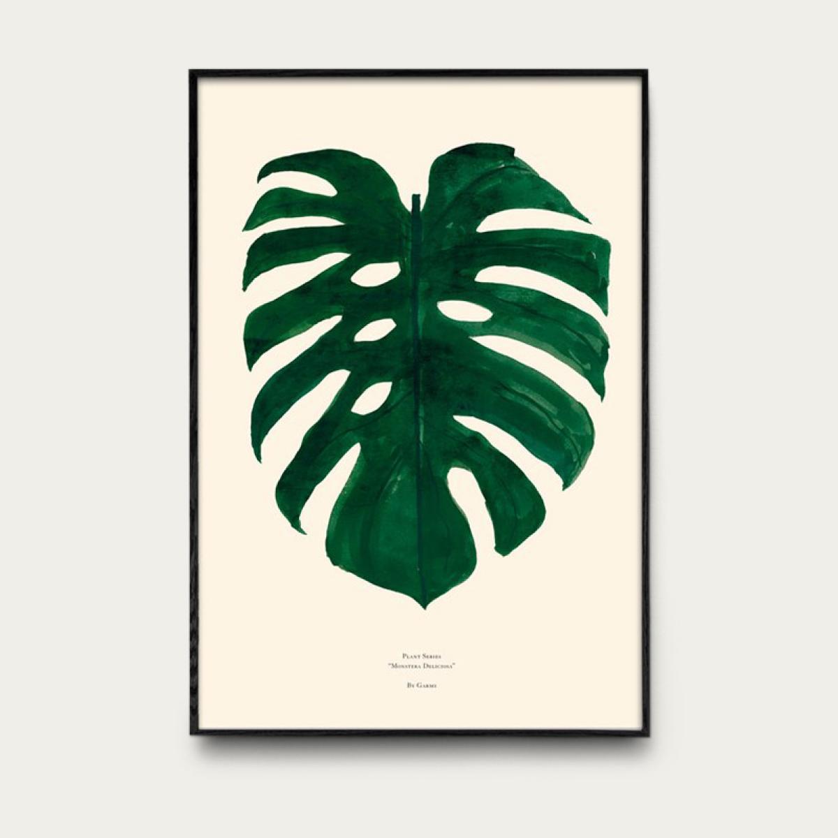 Monstera Deliciosa