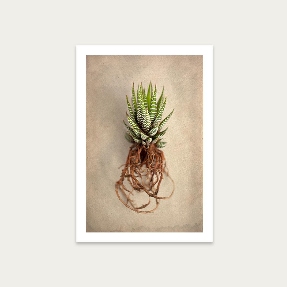 Succulent Study 1 Art Print Unframed