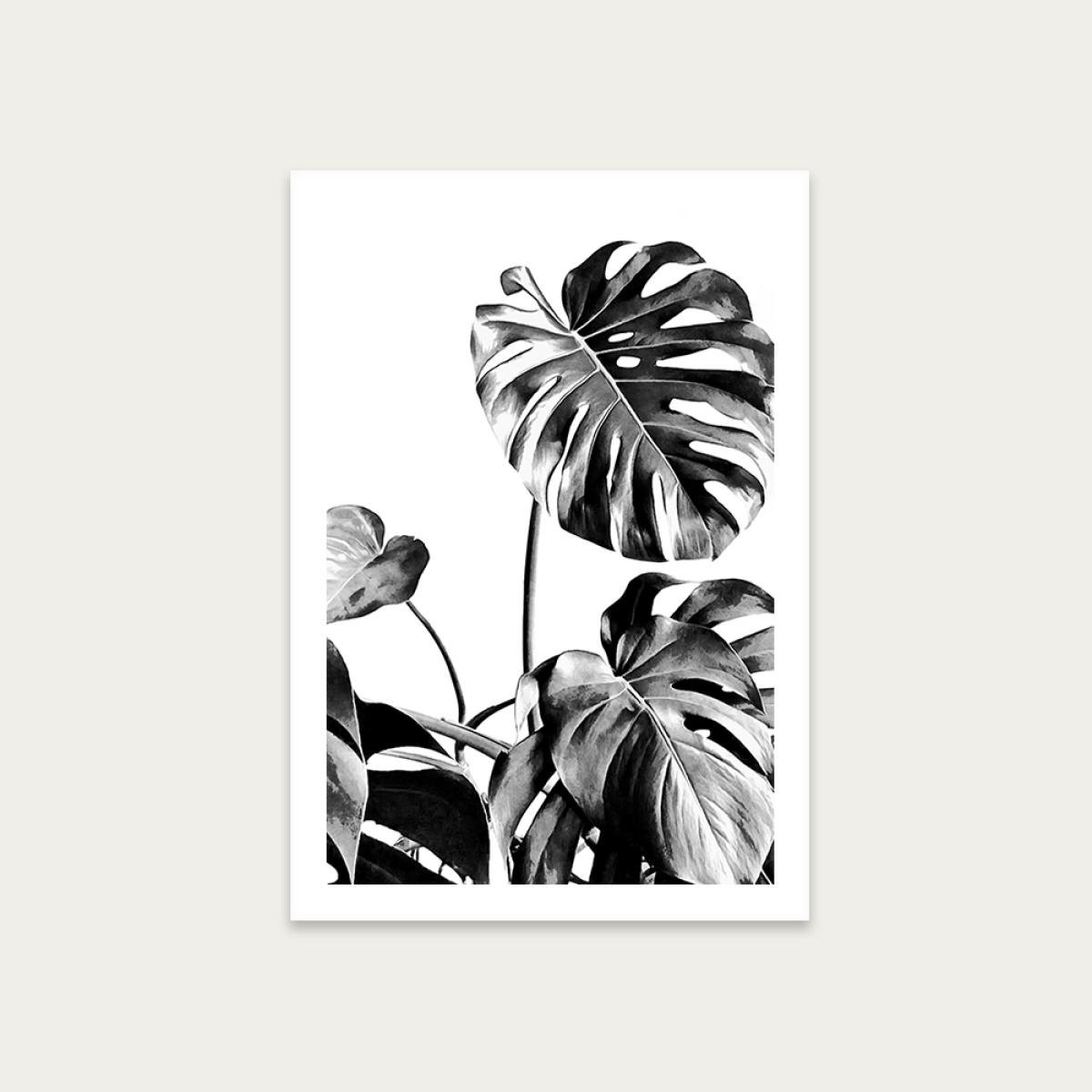 Monstera Black and White 7 Art Print Unframed