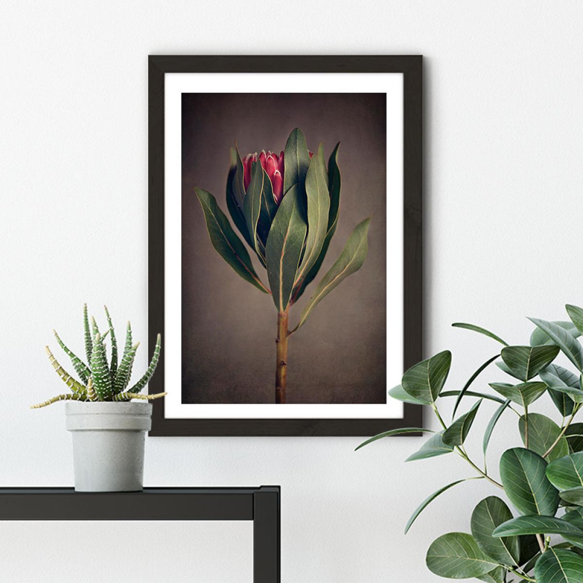 Red Protea 2 Art Print Black Frame – image 5