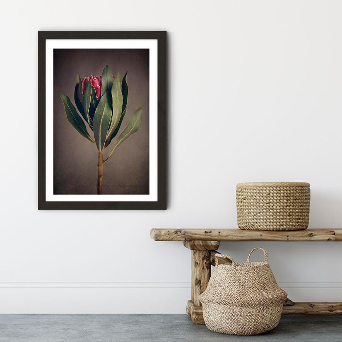 Red Protea 2 Art Print Black Frame – image 6