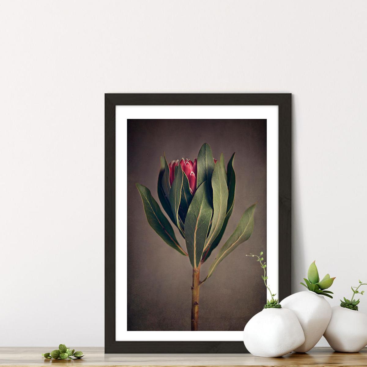 Red Protea 2 Art Print Black Frame – image 7