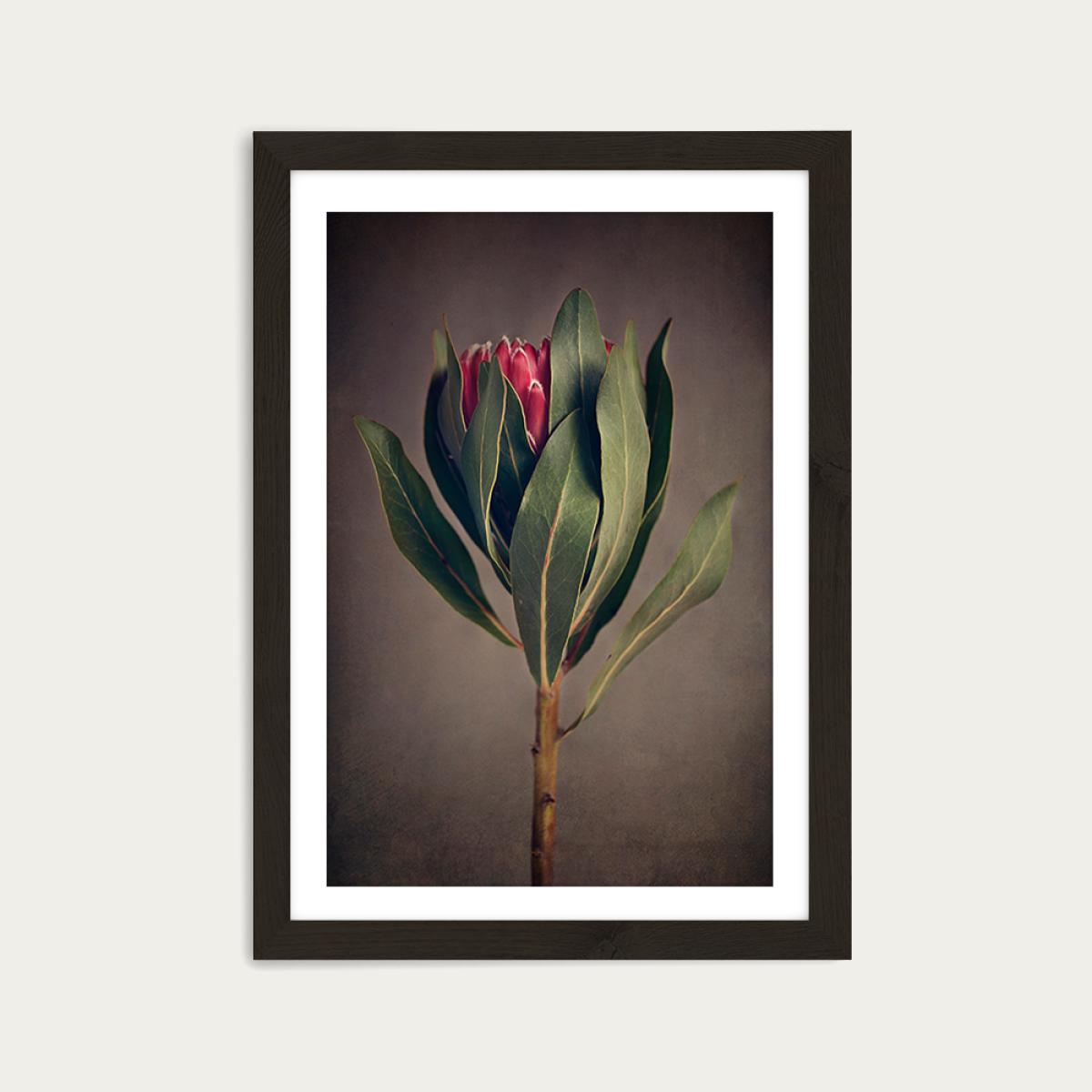 Red Protea 2 Art Print Black Frame – image 1