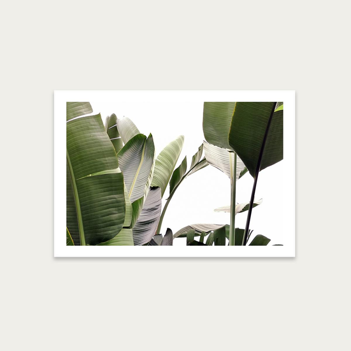 Travellers Palm Leaves 1 Art Print Unframed