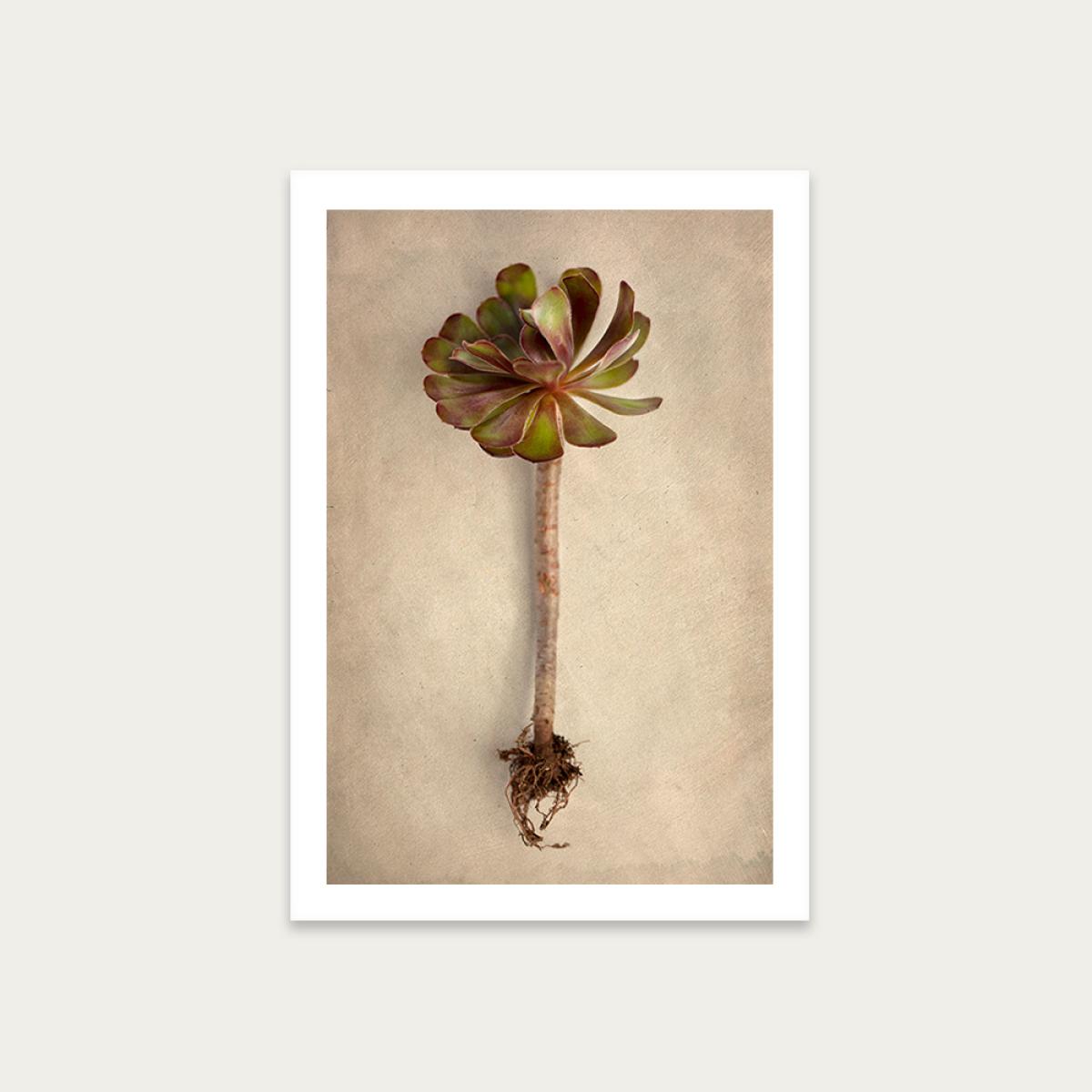 Succulent Study 7 Art Print Unframed