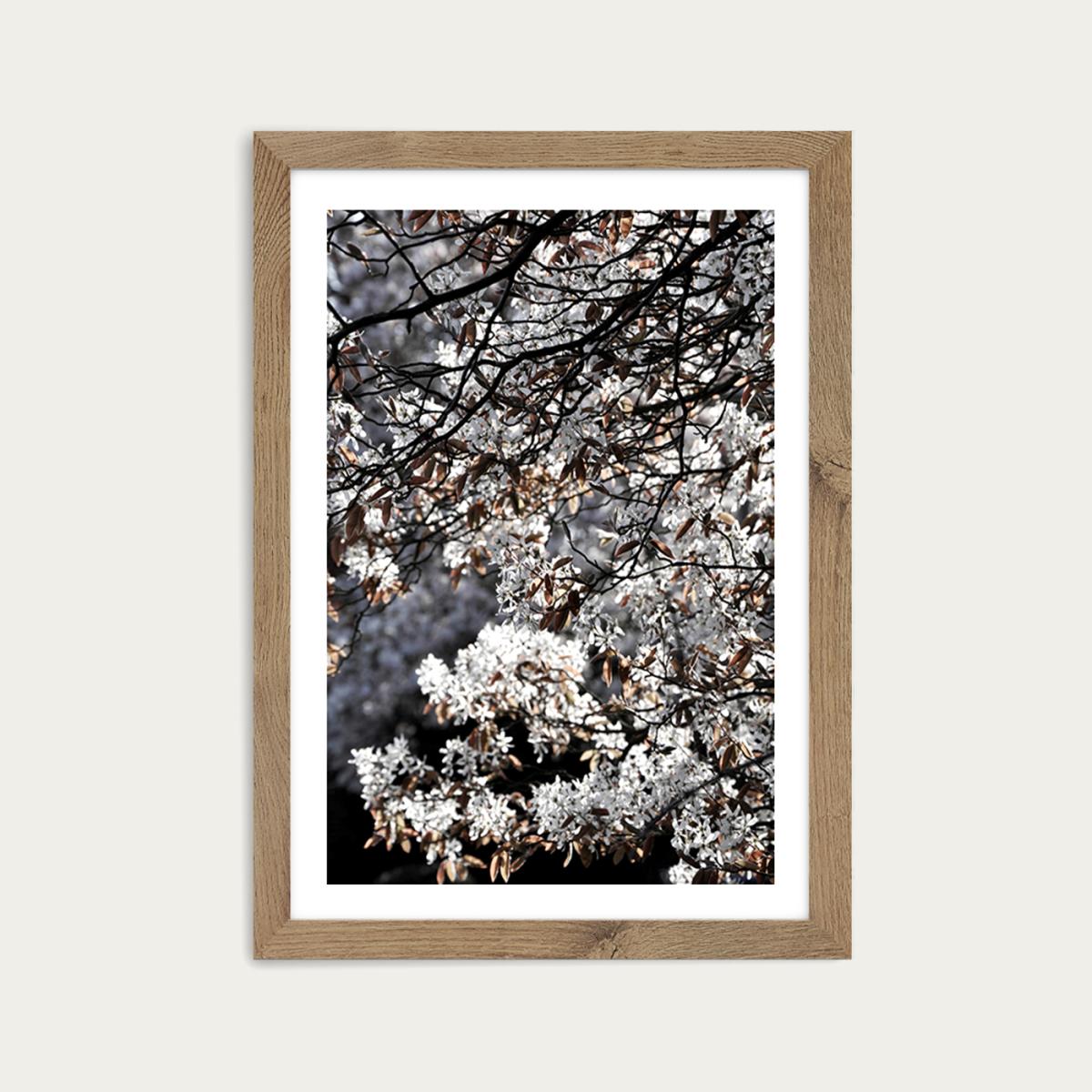 White Japan Spring Blossoms Art Print Oak Frame – image 1