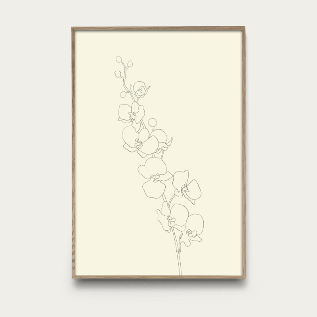 Orchid No 1