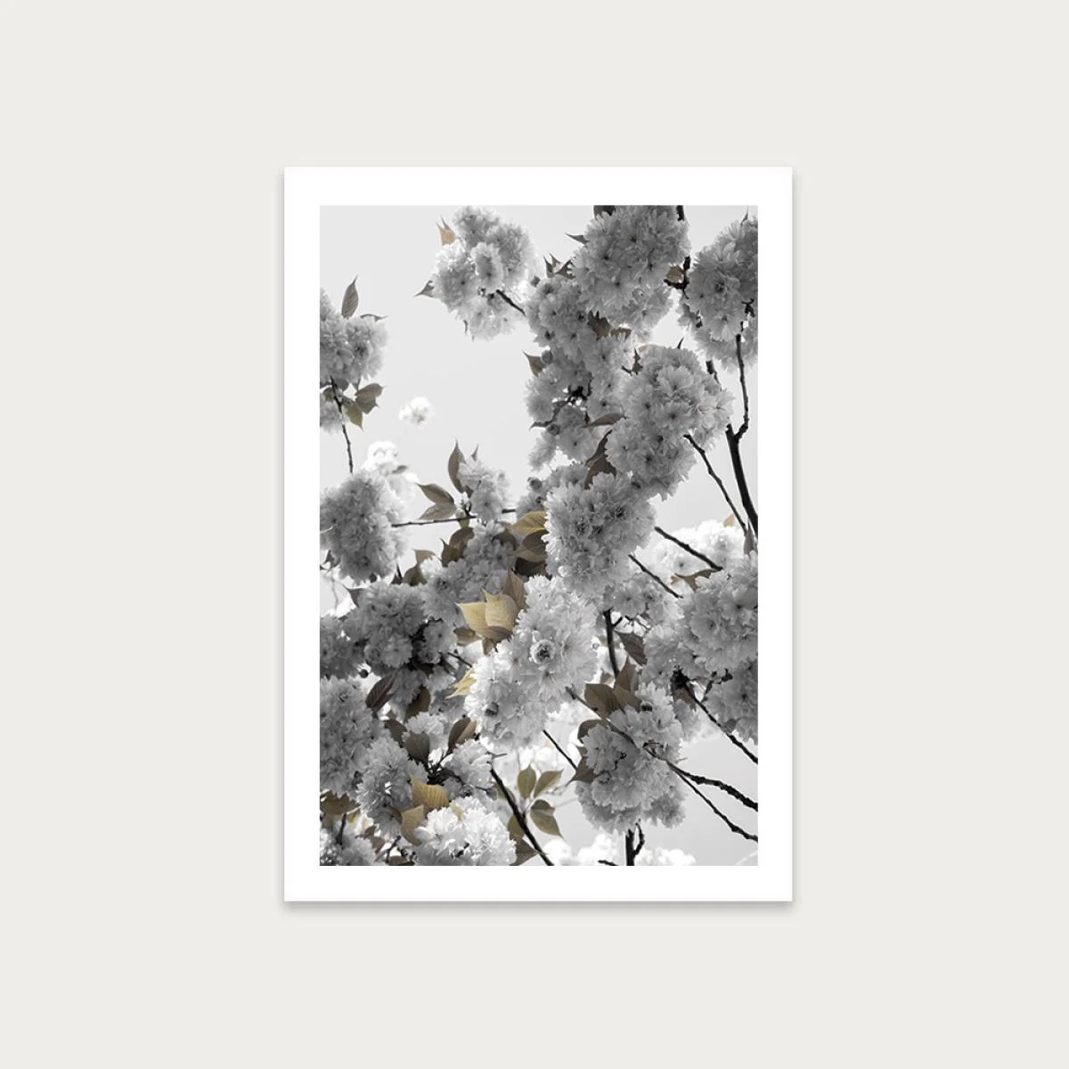 White Spring Blossoms Art Print Unframed