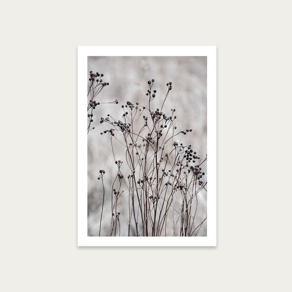 Flower Buds in the Beige Greige Golden Field 2 Art Print Unframed