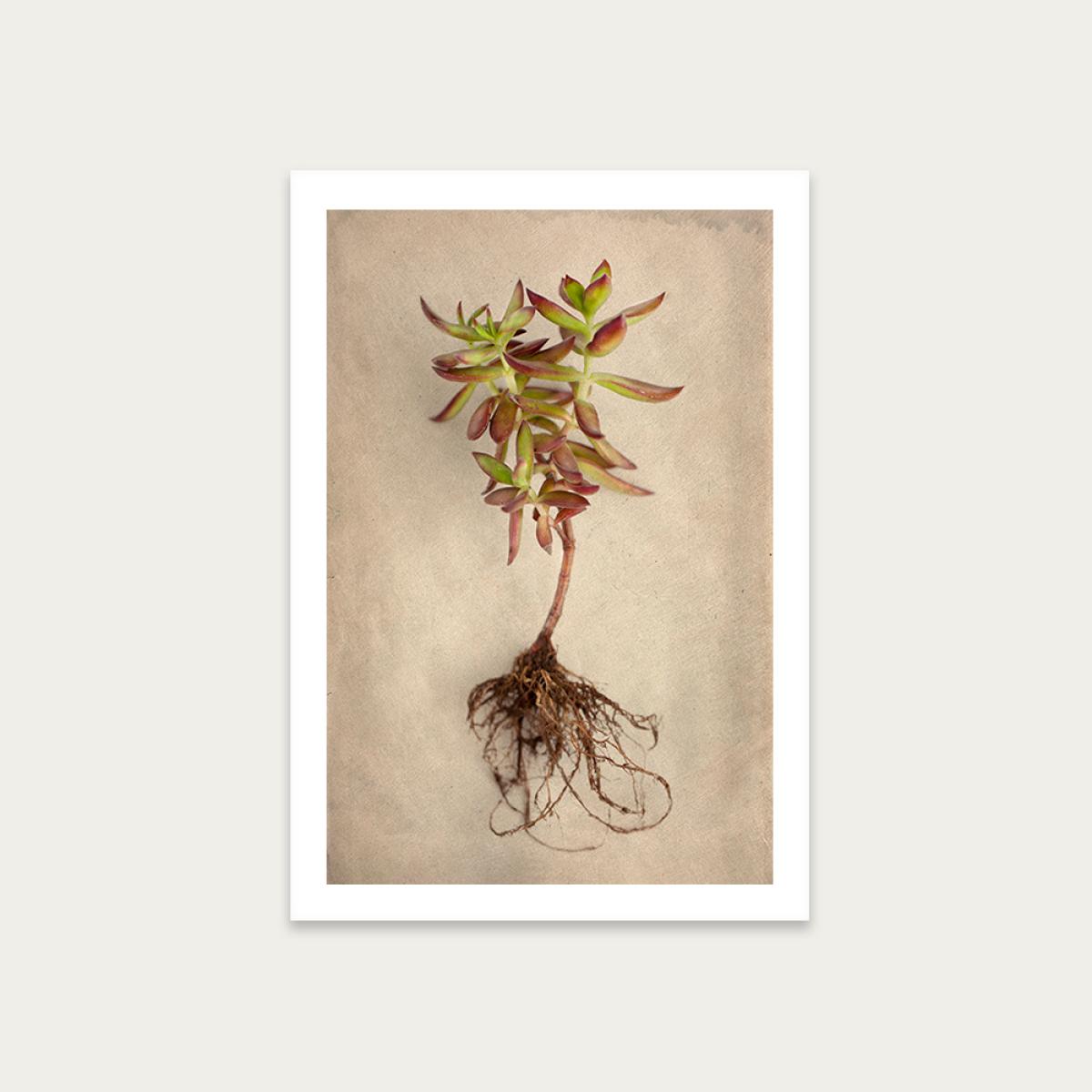 Succulent Study 4 Art Print Unframed