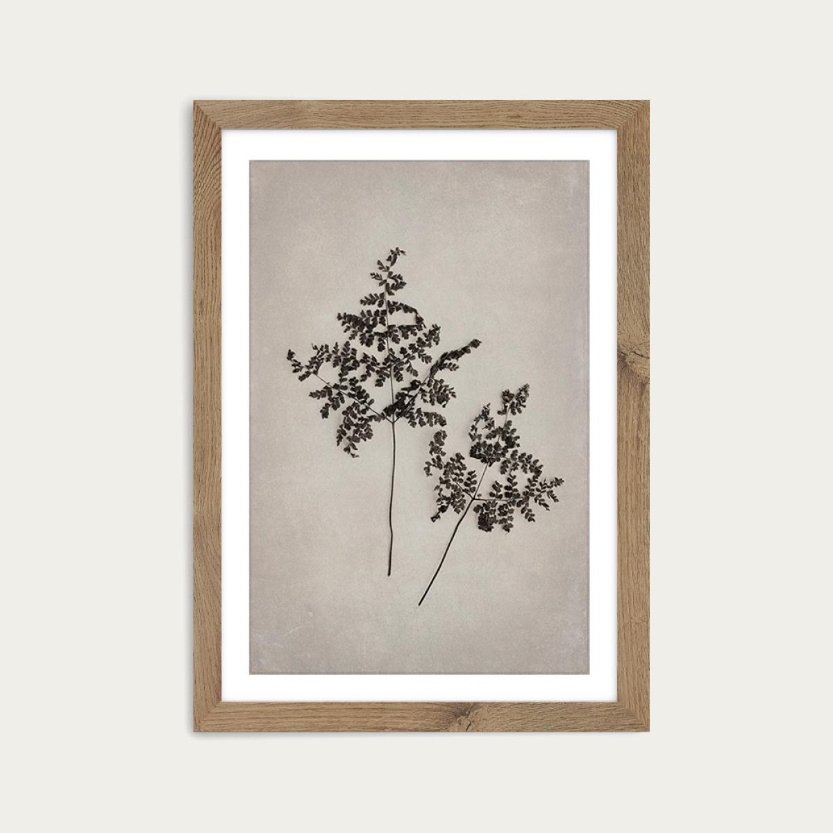 Art Forms in Nature 1 Art Print Oak Frame – image 1