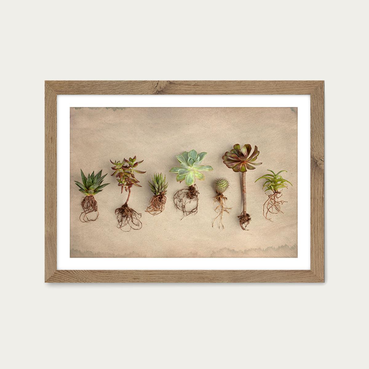 Succulent Study 9 Art Print Oak Frame – image 1