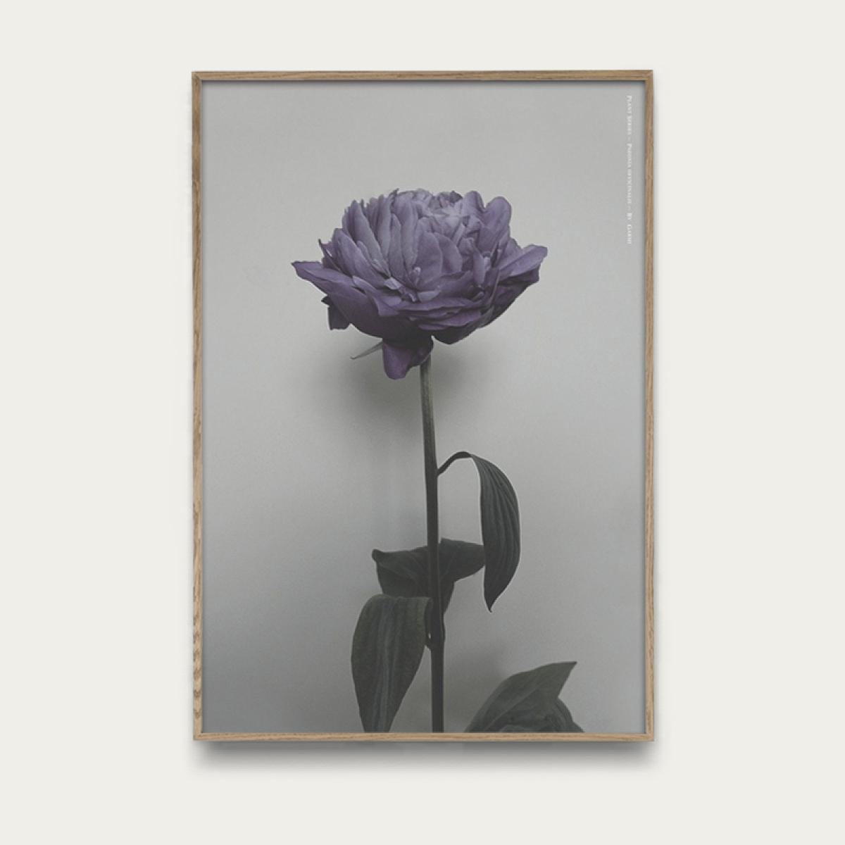 Paeonia Officinalis