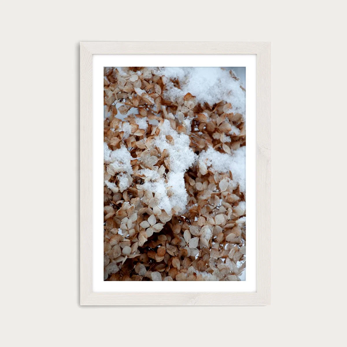 Snowy Hydrangea Flowers 2 of 2 Hortensie Art Print White Frame – image 1