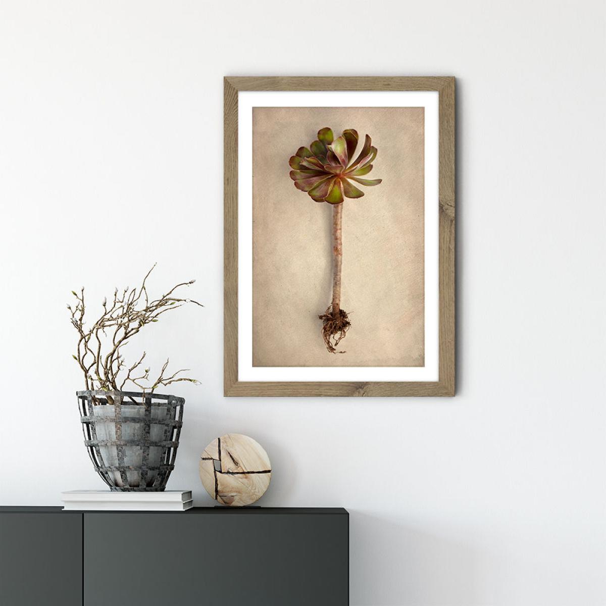 Succulent Study 7 Art Print Oak Frame – image 3