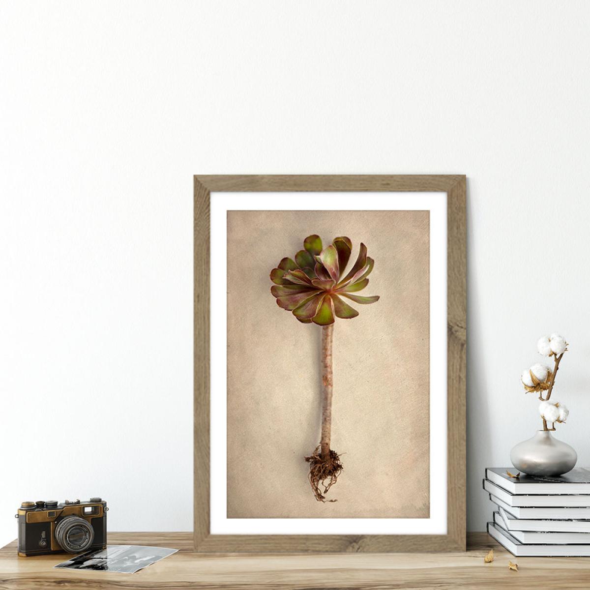 Succulent Study 7 Art Print Oak Frame – image 5